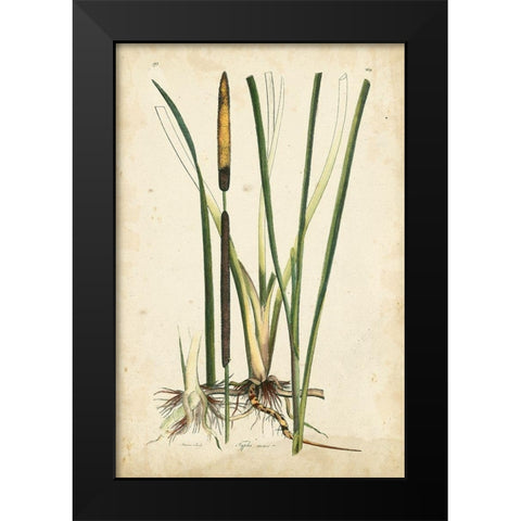 Antique Cattail II Black Modern Wood Framed Art Print by Curtis