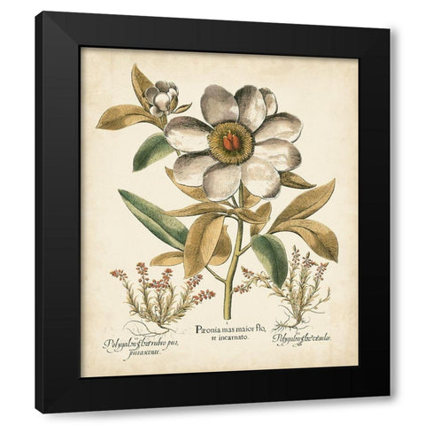 Ivory Peonies I Black Modern Wood Framed Art Print by Besler, Basilius