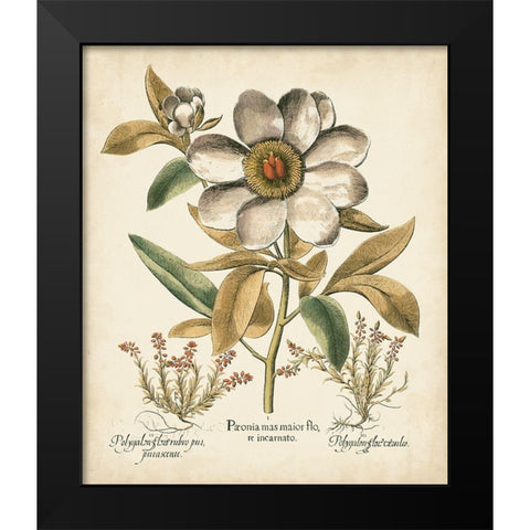 Ivory Peonies I Black Modern Wood Framed Art Print by Besler, Basilius