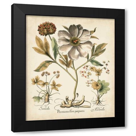 Ivory Peonies II Black Modern Wood Framed Art Print with Double Matting by Besler, Basilius