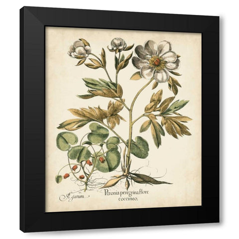 Ivory Peonies III Black Modern Wood Framed Art Print by Besler, Basilius