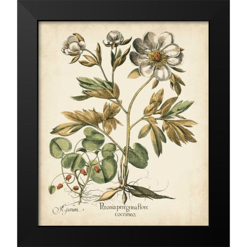 Ivory Peonies III Black Modern Wood Framed Art Print by Besler, Basilius