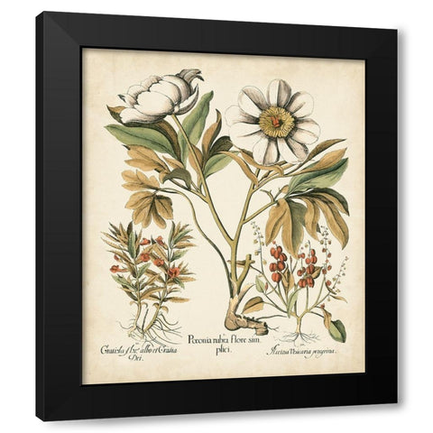 Ivory Peonies IV Black Modern Wood Framed Art Print with Double Matting by Besler, Basilius