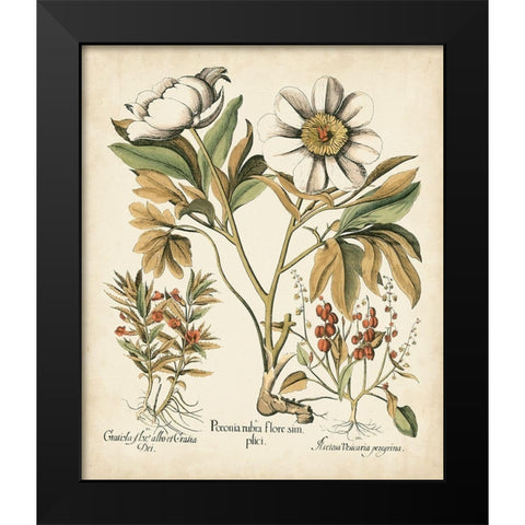Ivory Peonies IV Black Modern Wood Framed Art Print by Besler, Basilius
