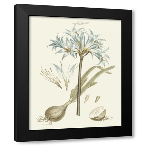 Bashful Blue Florals II Black Modern Wood Framed Art Print by Miller, John
