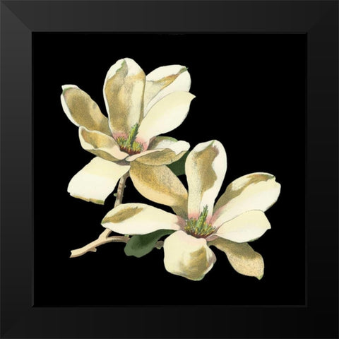Midnight Magnolias II Black Modern Wood Framed Art Print by Chabal Dussurgey