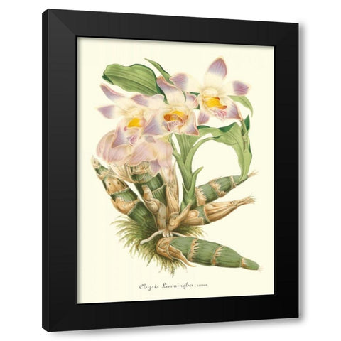 Lavender Orchids I Black Modern Wood Framed Art Print by Stroobant, P.