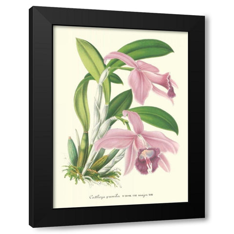 Lavender Orchids II Black Modern Wood Framed Art Print by Stroobant, P.