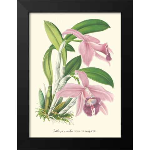 Lavender Orchids II Black Modern Wood Framed Art Print by Stroobant, P.