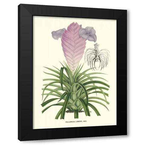 Lavender Orchids III Black Modern Wood Framed Art Print by Stroobant, P.