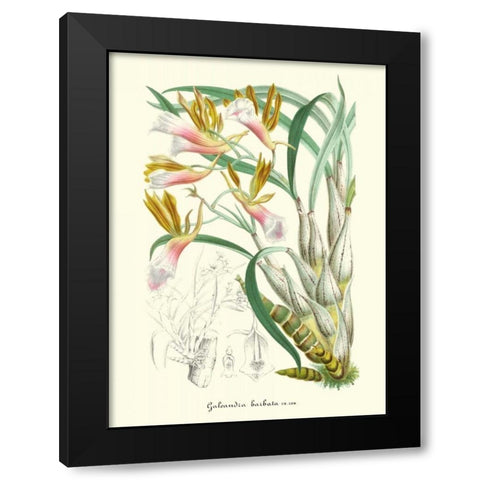 Lavender Orchids IV Black Modern Wood Framed Art Print by Stroobant, P.