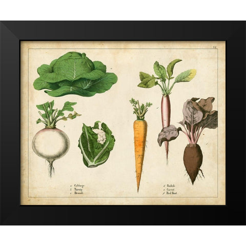 Kitchen Vegetables and Roots I Black Modern Wood Framed Art Print by Unknown