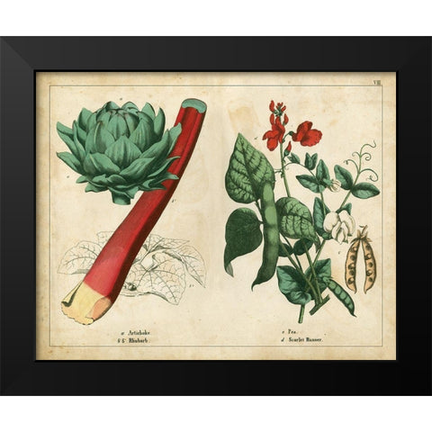 Kitchen Vegetables and Roots II Black Modern Wood Framed Art Print by Unknown