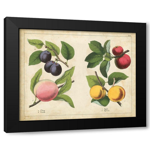 Kitchen Fruits I Black Modern Wood Framed Art Print with Double Matting by Unknown