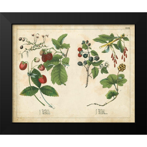Kitchen Fruits II Black Modern Wood Framed Art Print by Unknown