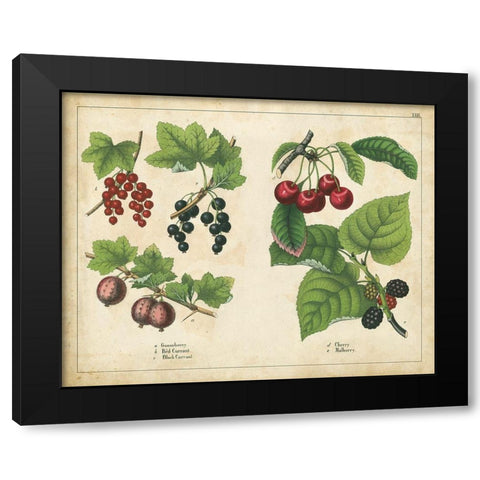 Kitchen Fruits III Black Modern Wood Framed Art Print by Unknown