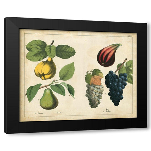 Kitchen Fruits IV Black Modern Wood Framed Art Print by Unknown