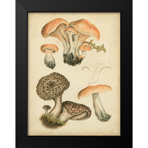 Antique Mushrooms I Black Modern Wood Framed Art Print by Furrer, H.