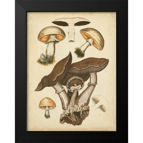 Antique Mushrooms II Black Modern Wood Framed Art Print by Furrer, H.