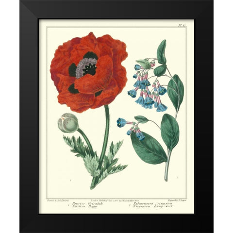 Gardeners Delight I Black Modern Wood Framed Art Print by Edwards, Sydenham