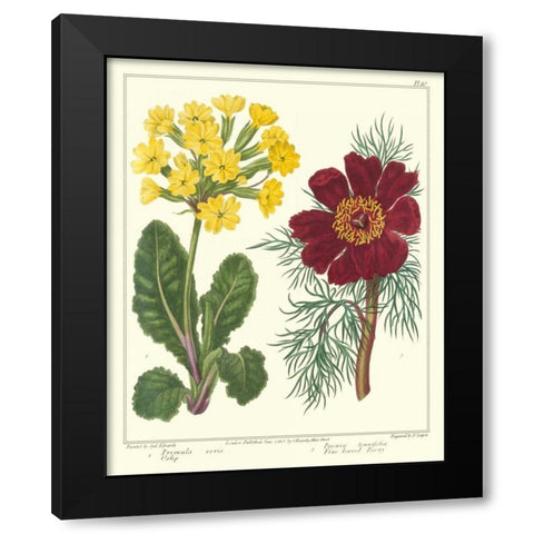 Gardeners Delight II Black Modern Wood Framed Art Print with Double Matting by Edwards, Sydenham