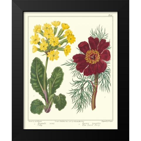 Gardeners Delight II Black Modern Wood Framed Art Print by Edwards, Sydenham