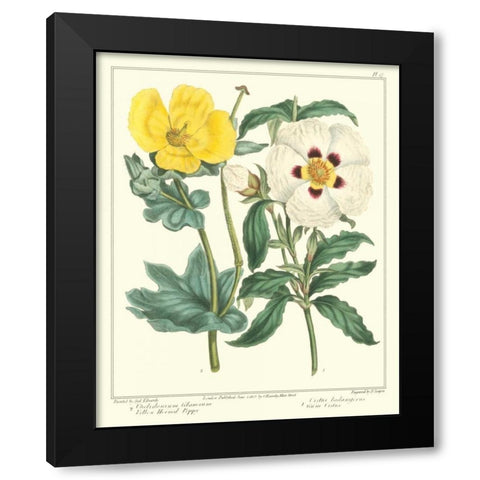 Gardeners Delight III Black Modern Wood Framed Art Print with Double Matting by Edwards, Sydenham