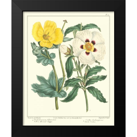 Gardeners Delight III Black Modern Wood Framed Art Print by Edwards, Sydenham