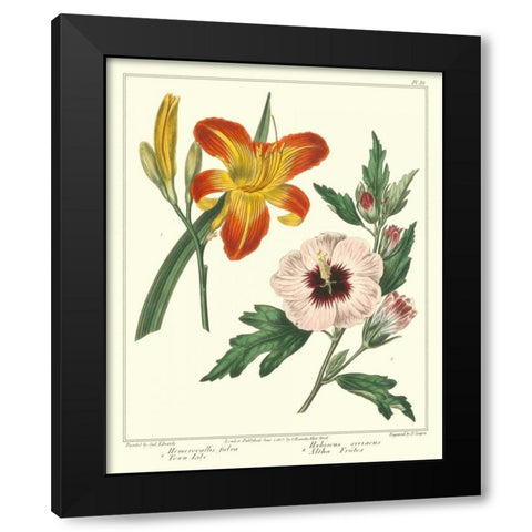 Gardeners Delight IV Black Modern Wood Framed Art Print by Edwards, Sydenham