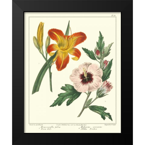 Gardeners Delight IV Black Modern Wood Framed Art Print by Edwards, Sydenham