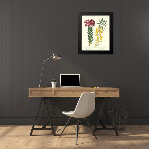 Gardeners Delight V Black Modern Wood Framed Art Print by Edwards, Sydenham
