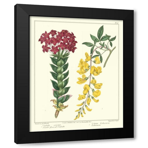 Gardeners Delight V Black Modern Wood Framed Art Print with Double Matting by Edwards, Sydenham