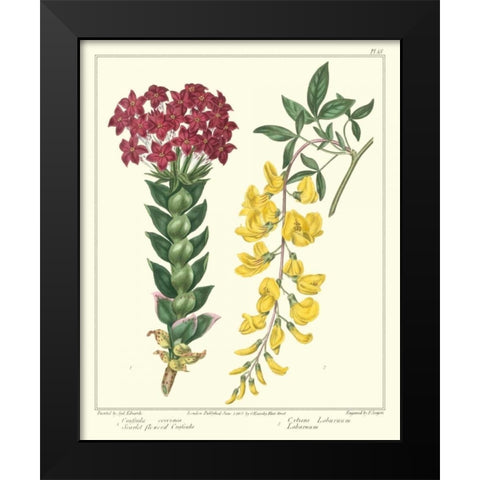 Gardeners Delight V Black Modern Wood Framed Art Print by Edwards, Sydenham