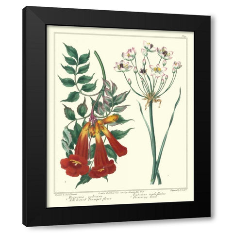 Gardeners Delight VI Black Modern Wood Framed Art Print by Edwards, Sydenham