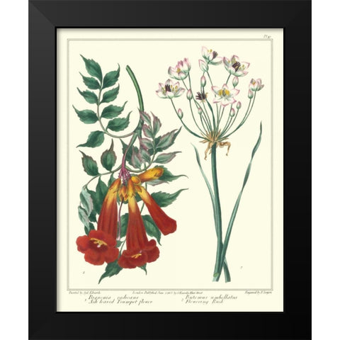 Gardeners Delight VI Black Modern Wood Framed Art Print by Edwards, Sydenham