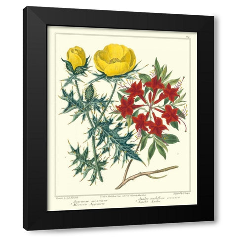 Gardeners Delight VII Black Modern Wood Framed Art Print with Double Matting by Edwards, Sydenham
