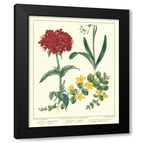 Gardeners Delight VIII Black Modern Wood Framed Art Print by Edwards, Sydenham