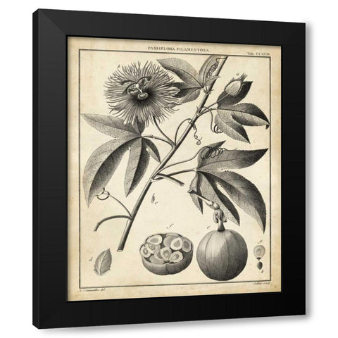 Passiflora I Black Modern Wood Framed Art Print with Double Matting by Sellier