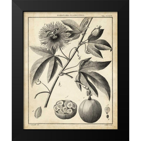 Passiflora I Black Modern Wood Framed Art Print by Sellier