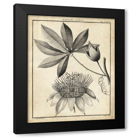 Passiflora II Black Modern Wood Framed Art Print with Double Matting by Sellier