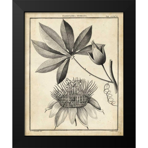 Passiflora II Black Modern Wood Framed Art Print by Sellier