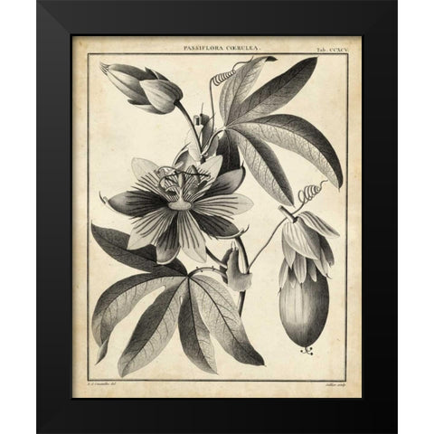 Passiflora III Black Modern Wood Framed Art Print by Sellier
