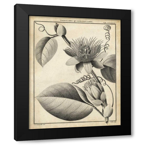 Passiflora IV Black Modern Wood Framed Art Print by Sellier