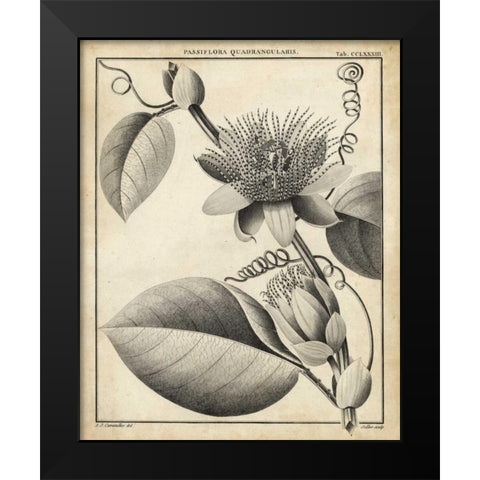 Passiflora IV Black Modern Wood Framed Art Print by Sellier