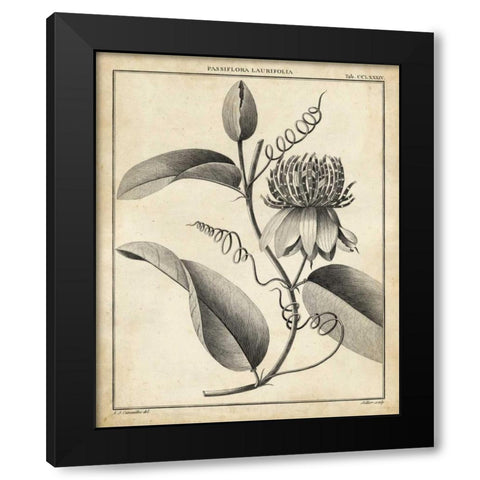 Passiflora V Black Modern Wood Framed Art Print by Sellier