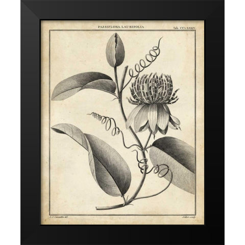 Passiflora V Black Modern Wood Framed Art Print by Sellier