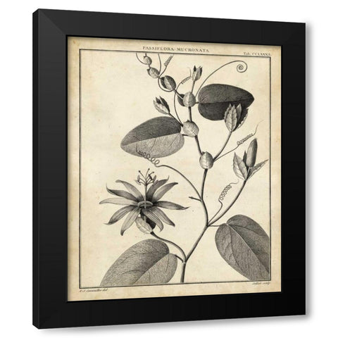 Passiflora VI Black Modern Wood Framed Art Print by Sellier