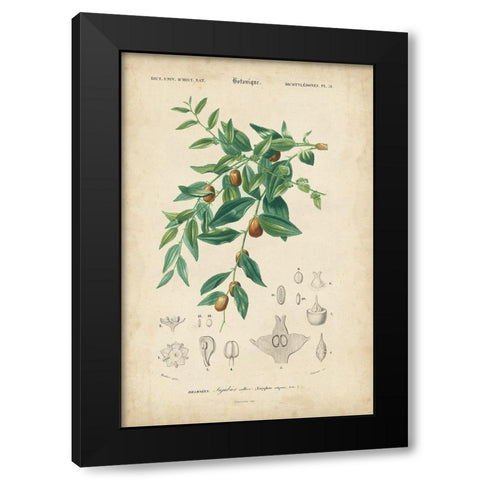 Tropical Botanique VII Black Modern Wood Framed Art Print with Double Matting by Vision Studio