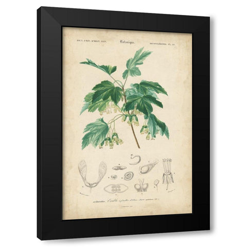 Tropical Botanique VIII Black Modern Wood Framed Art Print by Vision Studio