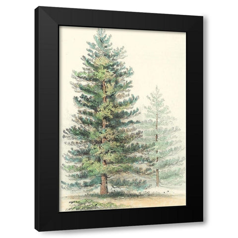 Majestic Pine I Black Modern Wood Framed Art Print by Unknown